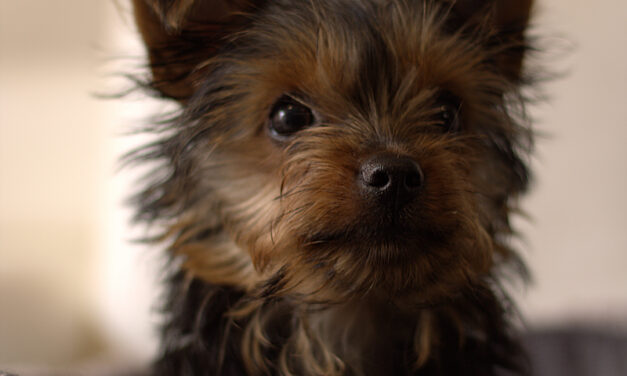 Las 15 mejores razas de perros pequeños para tener en casa