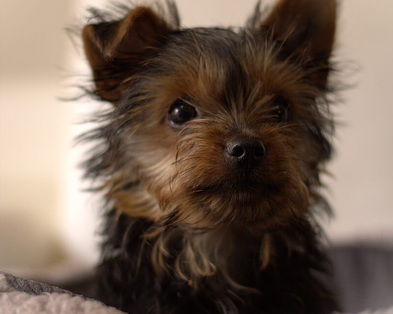 Las 15 mejores razas de perros pequeños para tener en casa