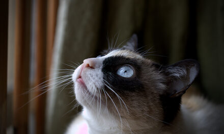 ¿Qué es la esterilización de gatos?