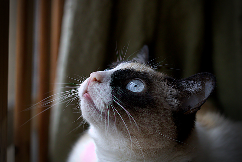 ¿Qué es la esterilización de gatos?